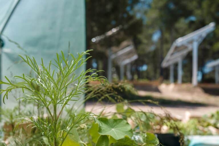 Total Quadran et Ombrea réaffirment leur engagement en faveur de la filière agricole