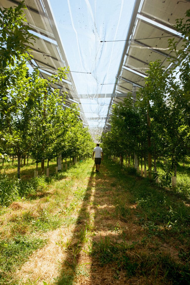 TotalEnergies acquiert Ombrea et crée un pôle d’expertise dédié à l’agrivoltaïsme