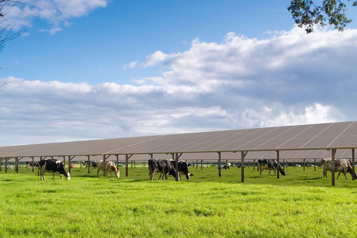 Agrivoltaïsme élevage : notre technologie de panneaux fixes pour vos animaux