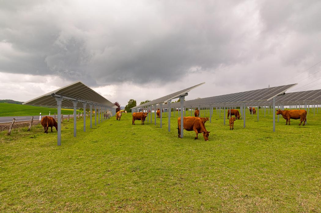 Agrivoltaïsme élevage : notre technologie de tracker pour vos animaux