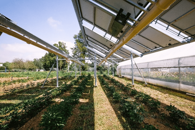 Site agrivoltaïque sur pivoines à Hyères (83)