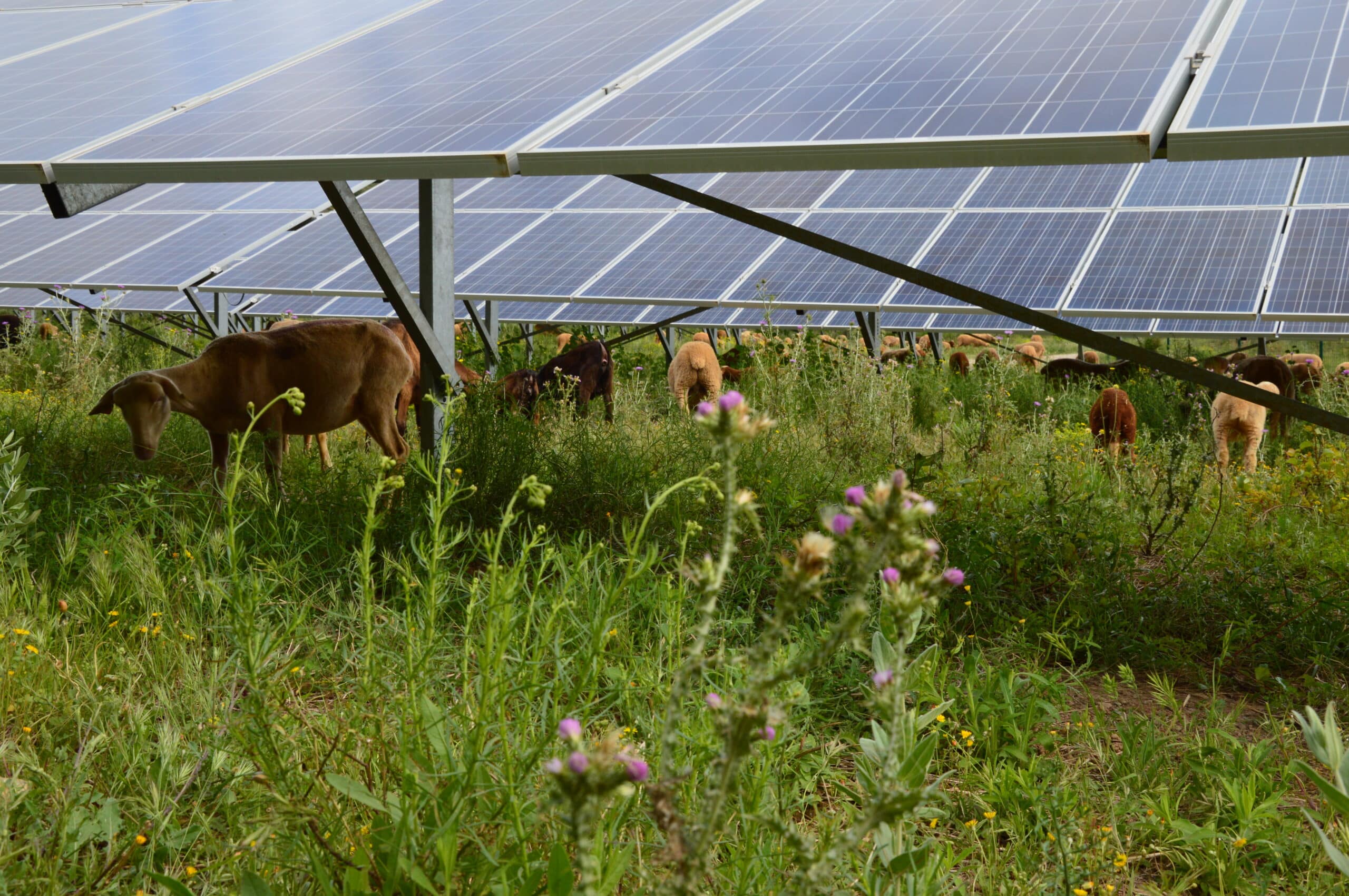 Elevage ovin prairie et agrivoltaïsme