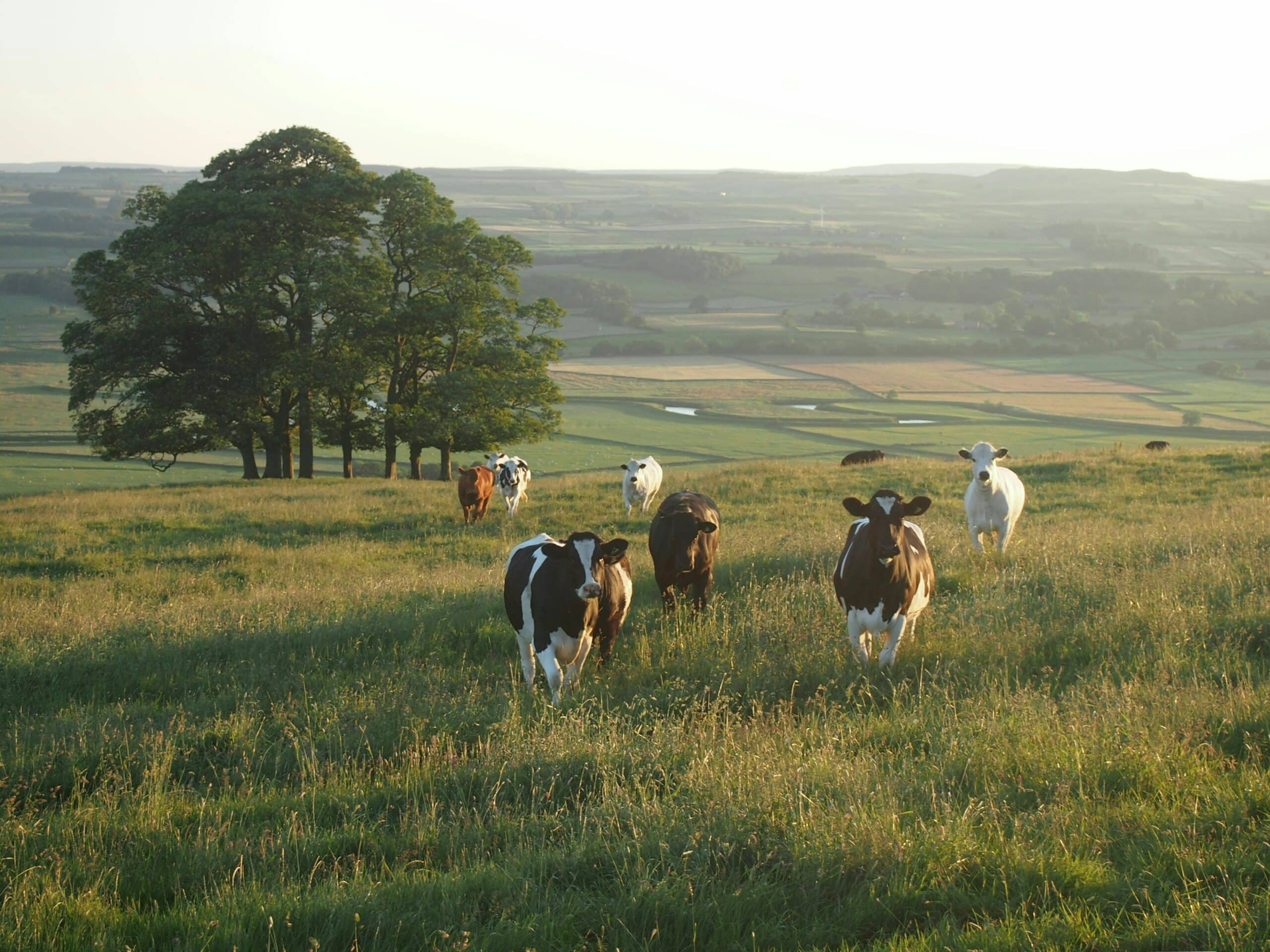 Prairies et agrivoltaïsme