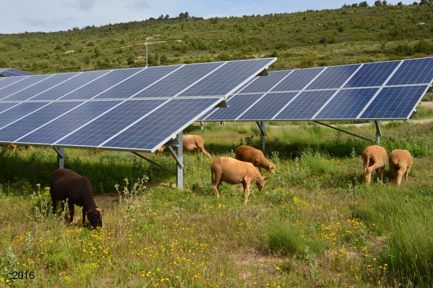 centrale solaire ecopastoralisme mouton