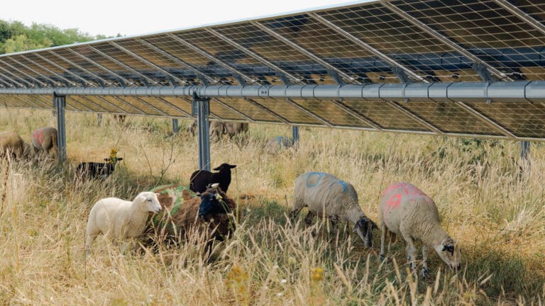moutons sous panneaux