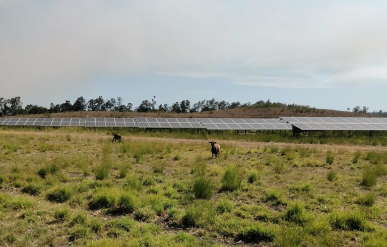 Mouton sur une centrale photovoltaique