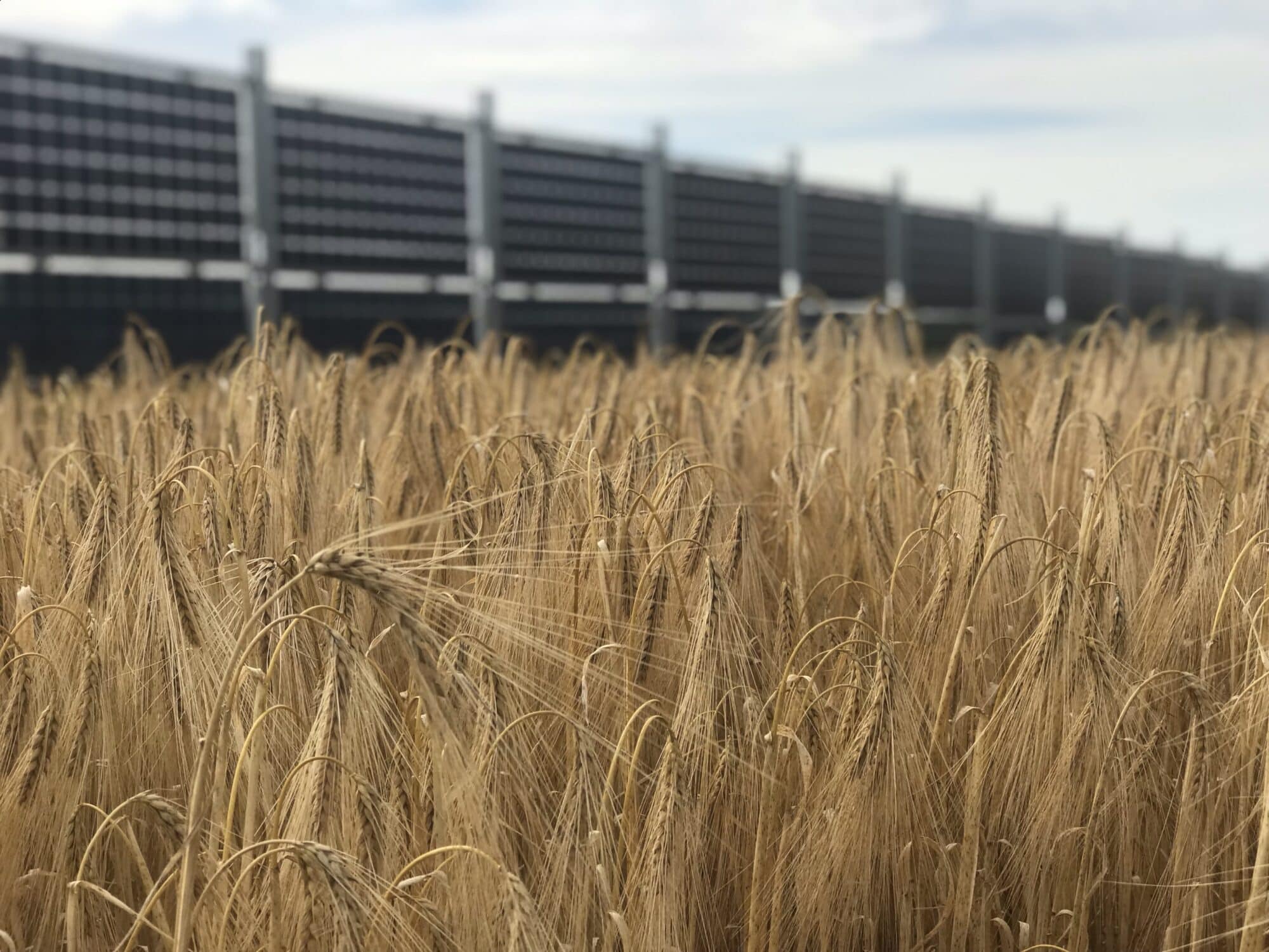 Champ de céréales devant une installation agrivoltaïque verticale bifaciale à Valpuiseaux.