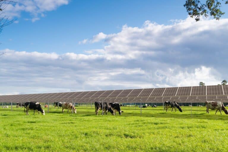Vaches devants des panneaux solaires