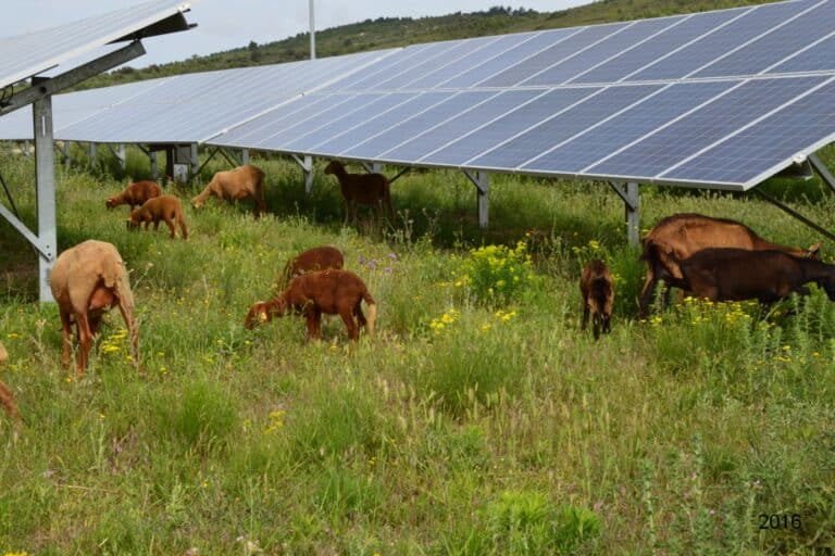 Moutons et panneaux solaires